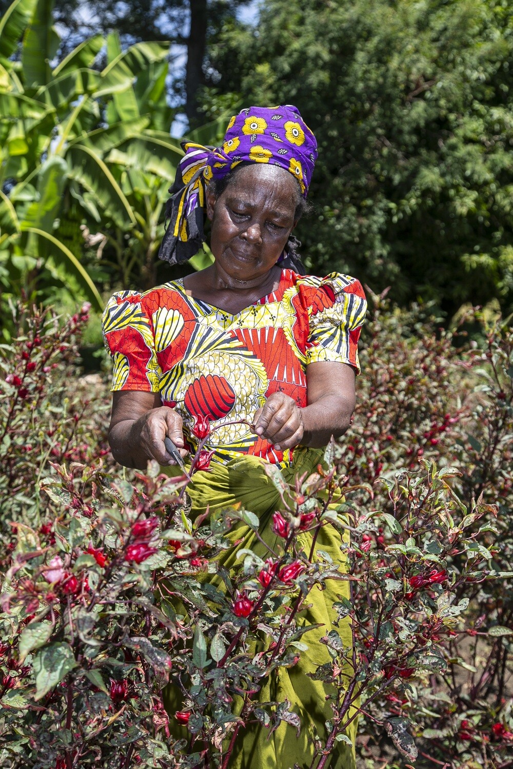 A female smallholder hibiscus farmer from rural Kenya.