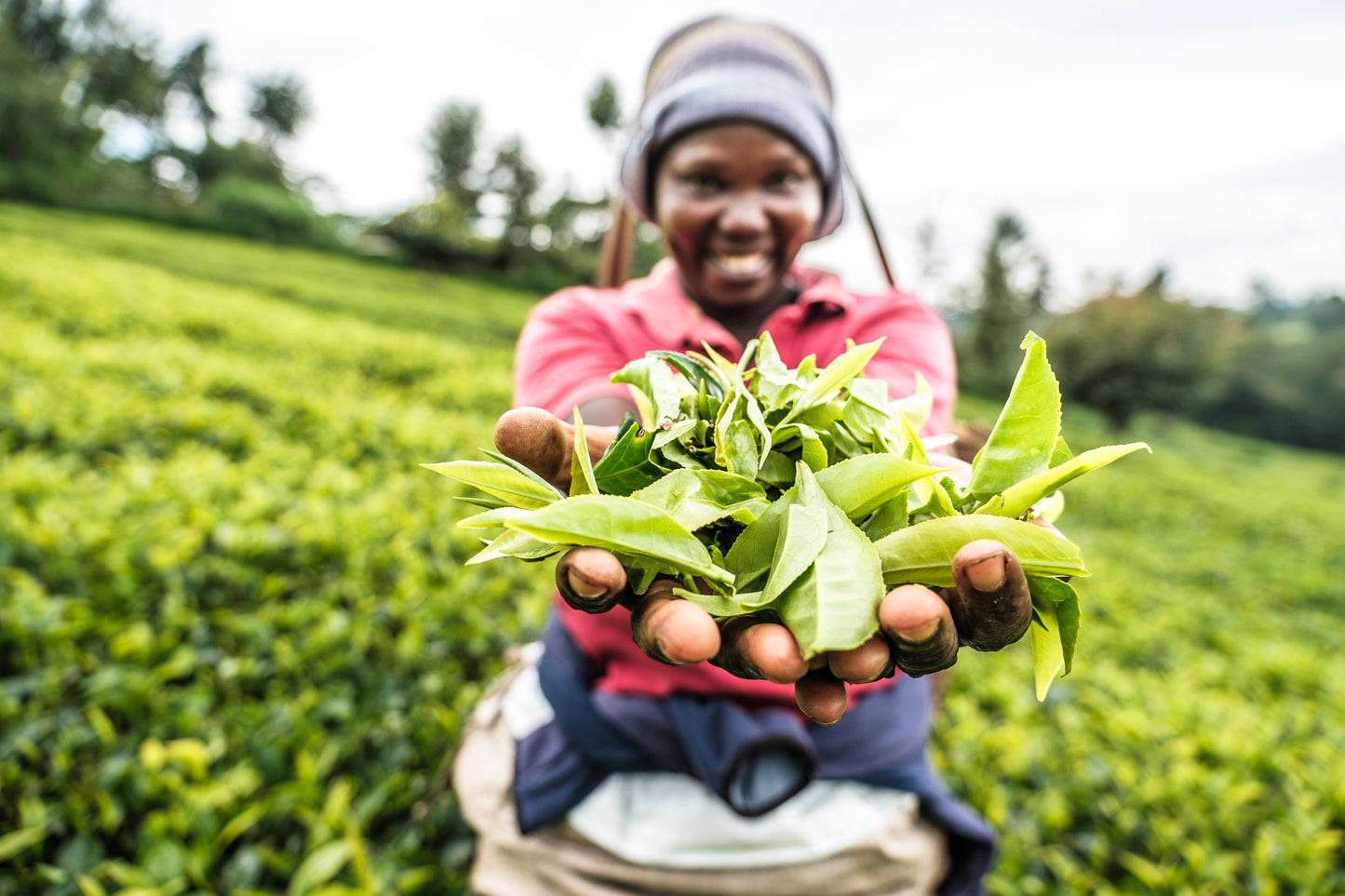 A person holding out a handful of green tea leaves in a tea plantation in Kenya.