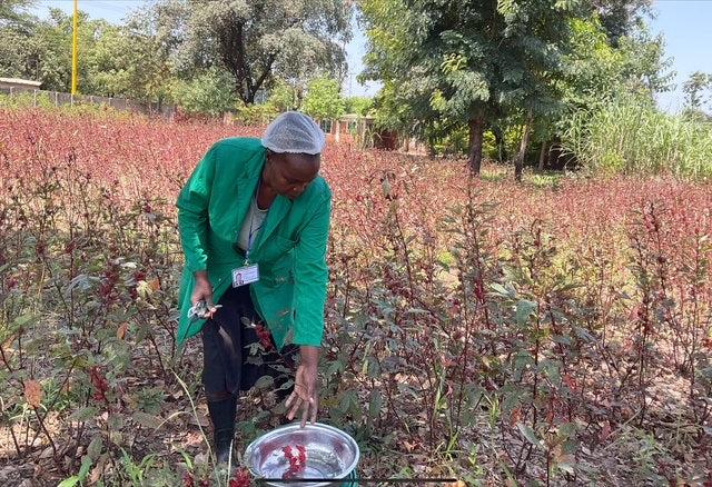 Person in a green jacket working in a Hibiscus field in Kenya using a stainless steel bowl used to harvest the Hibiscus flower.