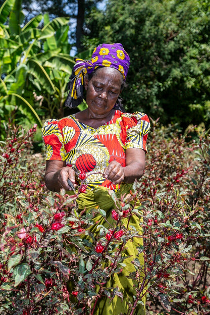 A female smallholder hibiscus farmer from rural Kenya.