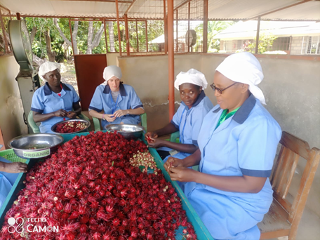 A group of women in rural Kenya preparing the Hibiscus flowers for production of tea and jam.