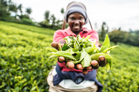 A person holding out a handful of green tea leaves in a tea plantation in Kenya.