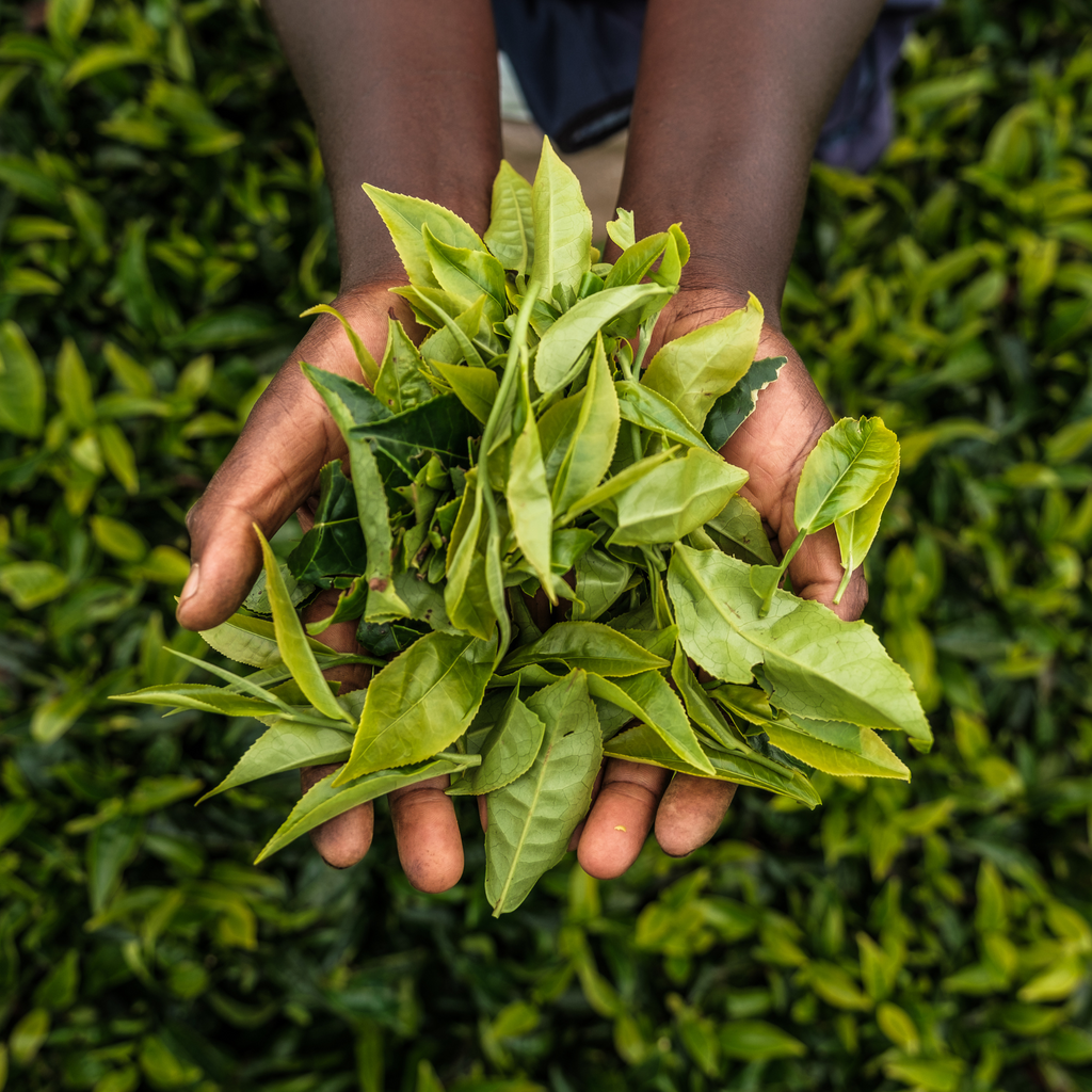 A pair of hands holding a pile of green tea leaves in Kenya.